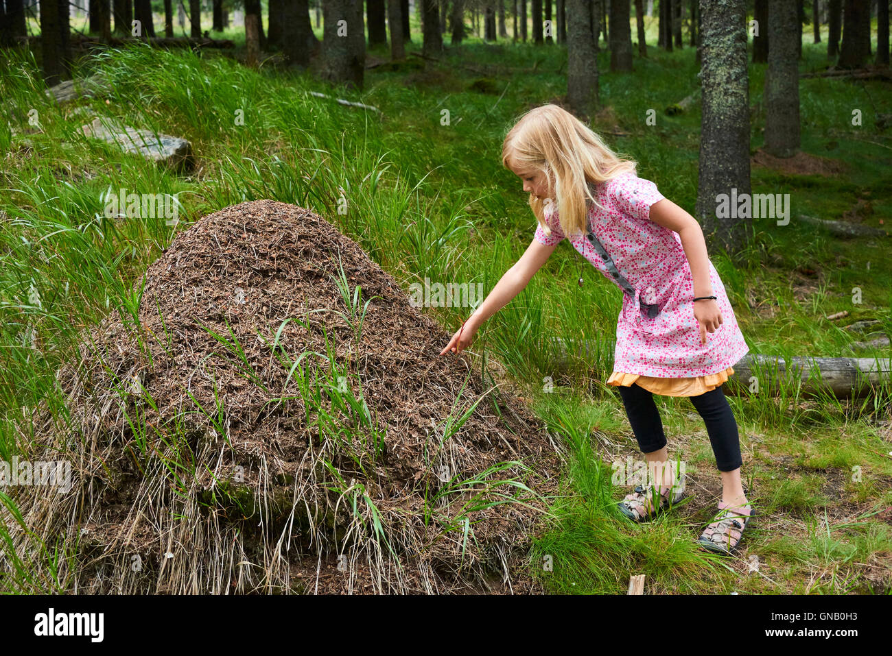 Enfant fille blonde l'exploration et l'étude de fourmilière dans les bois. Banque D'Images