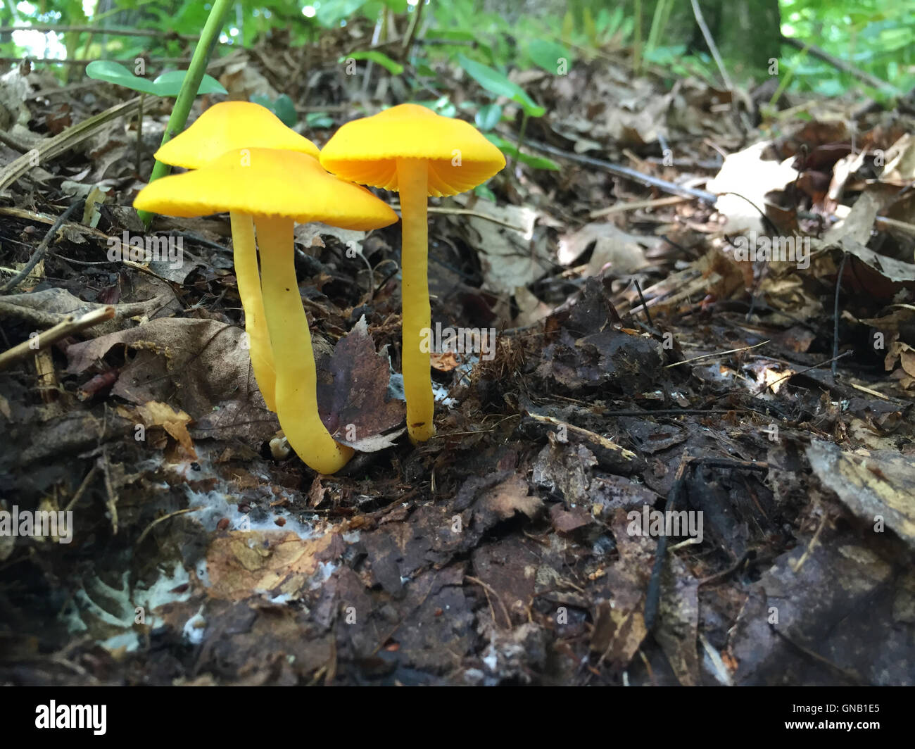 De plus en plus de champignons sauvages d'un jaune vif sur le sol forestier Banque D'Images