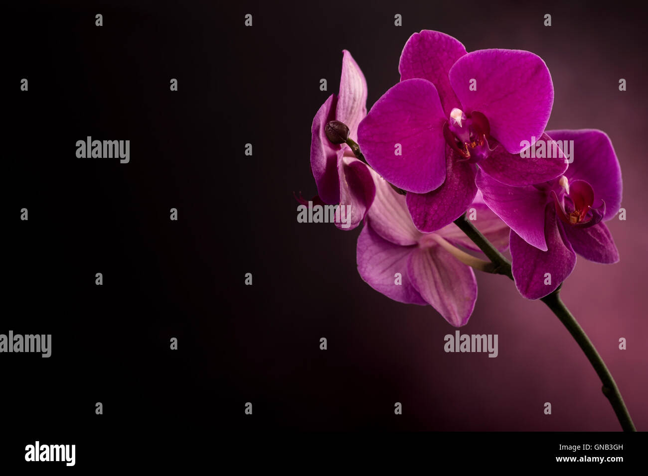 Phalaenopsis fleurs magenta au côté droit de Banque D'Images