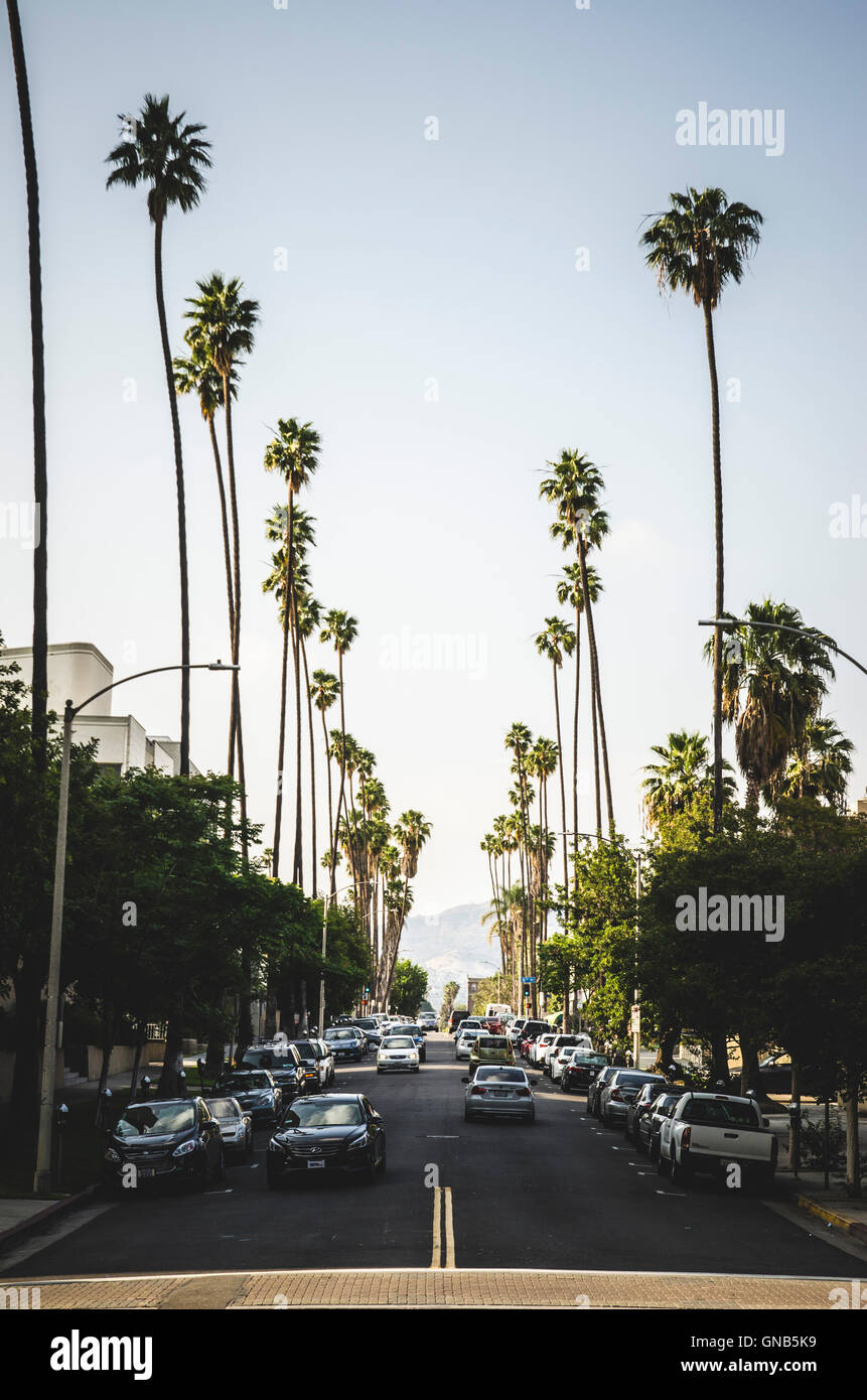 Rue bordée de palmiers, Los Angeles, Californie, USA Banque D'Images