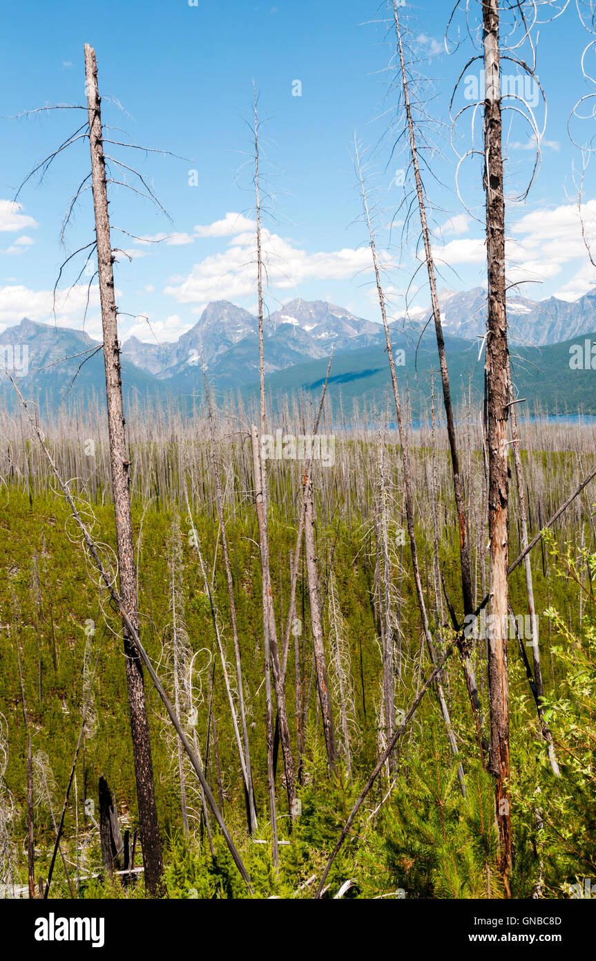 La nouvelle croissance apparaissant par reste d'arbres morts brûlés dans l'incendie de 2003 Robert. Le Glacier National Park, Montana, USA. Banque D'Images
