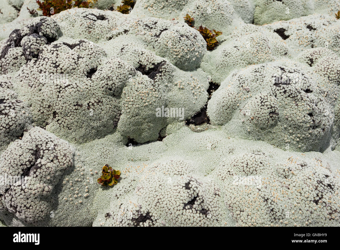 Close up de lichens communément appelé rock moss Banque D'Images