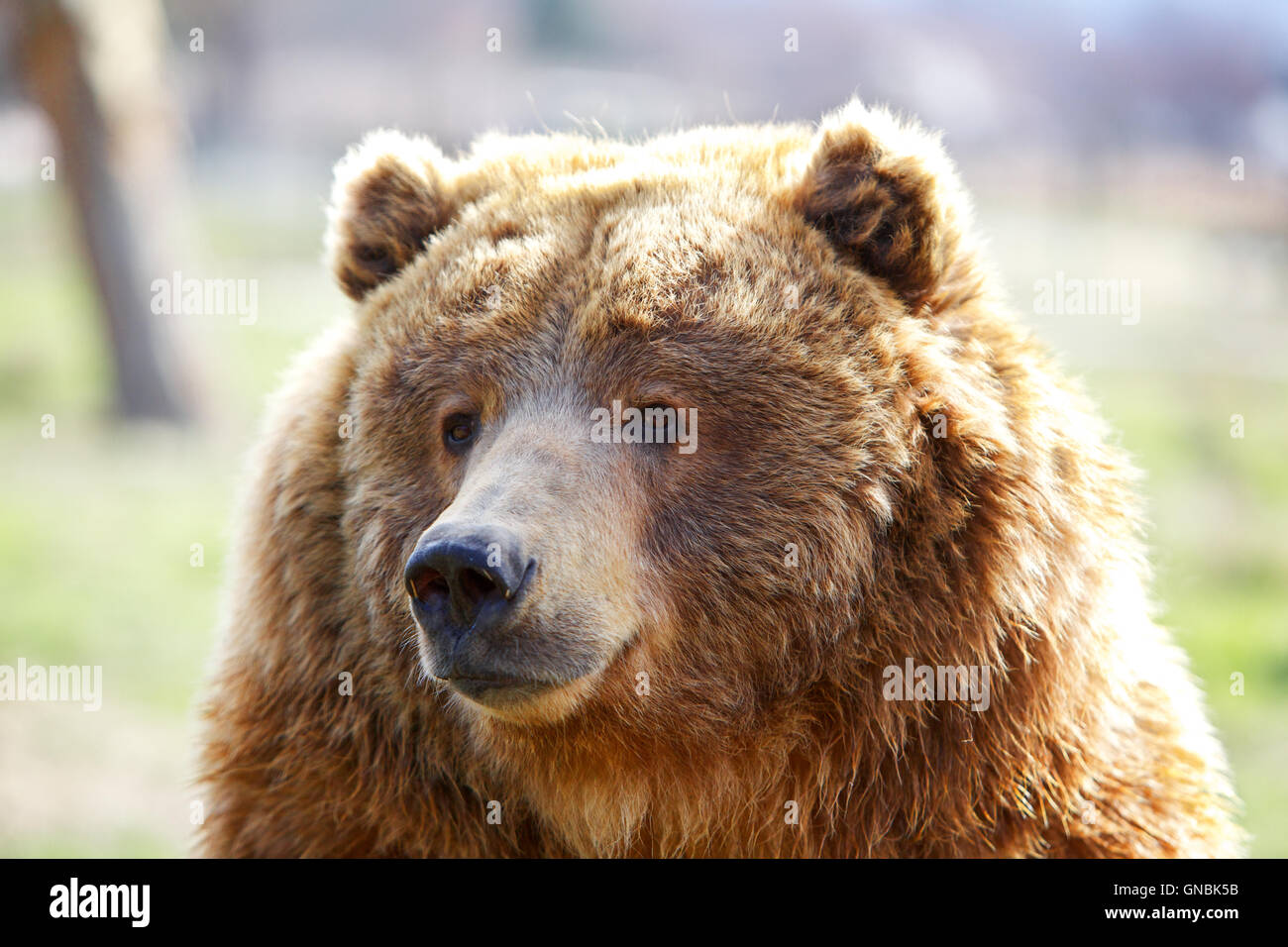 ours-tete-banque-de-photographies-et-d-images-haute-r-solution-alamy