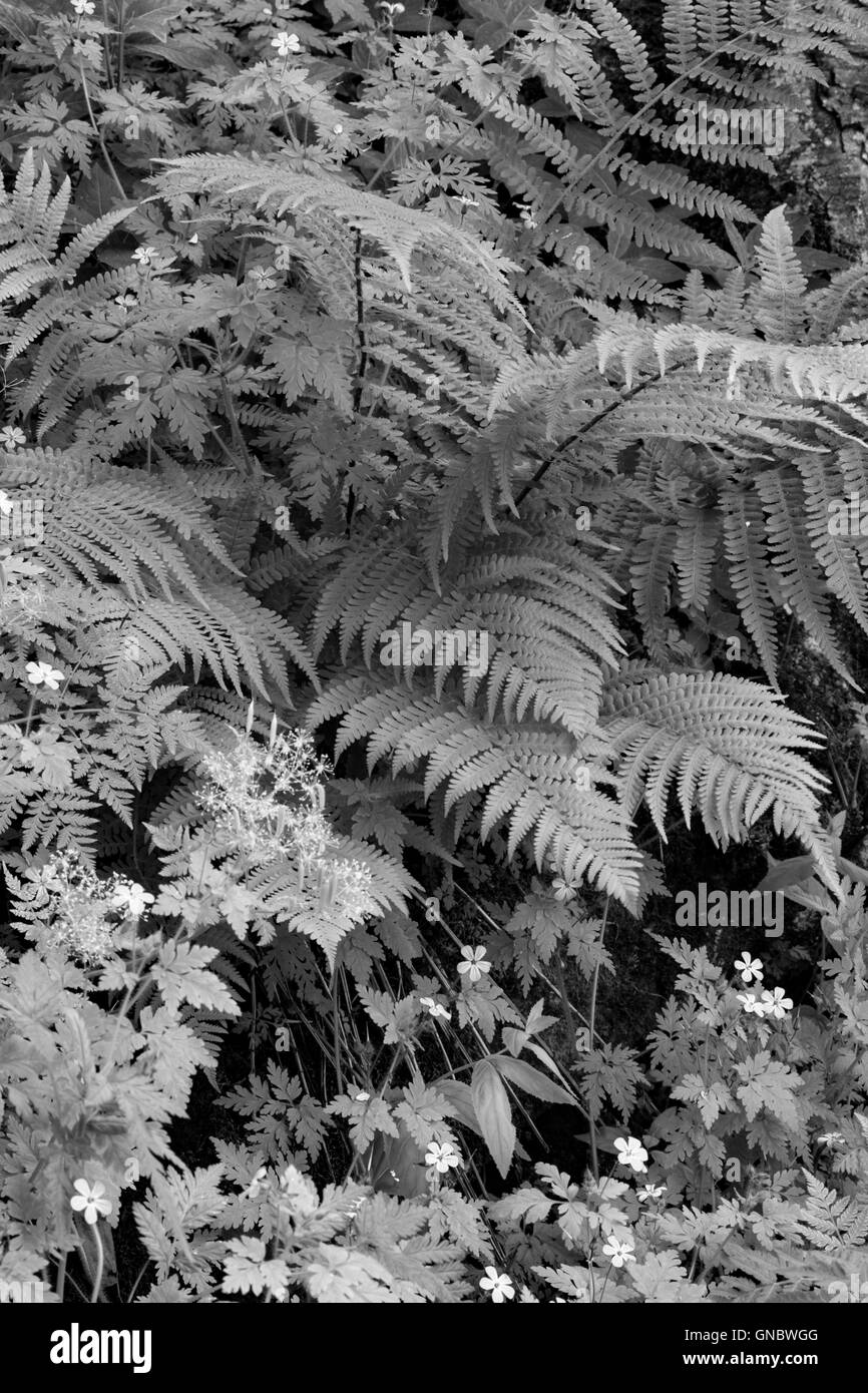 Stellaire à Fougères et dans les bois en monochrome, England, UK Banque D'Images