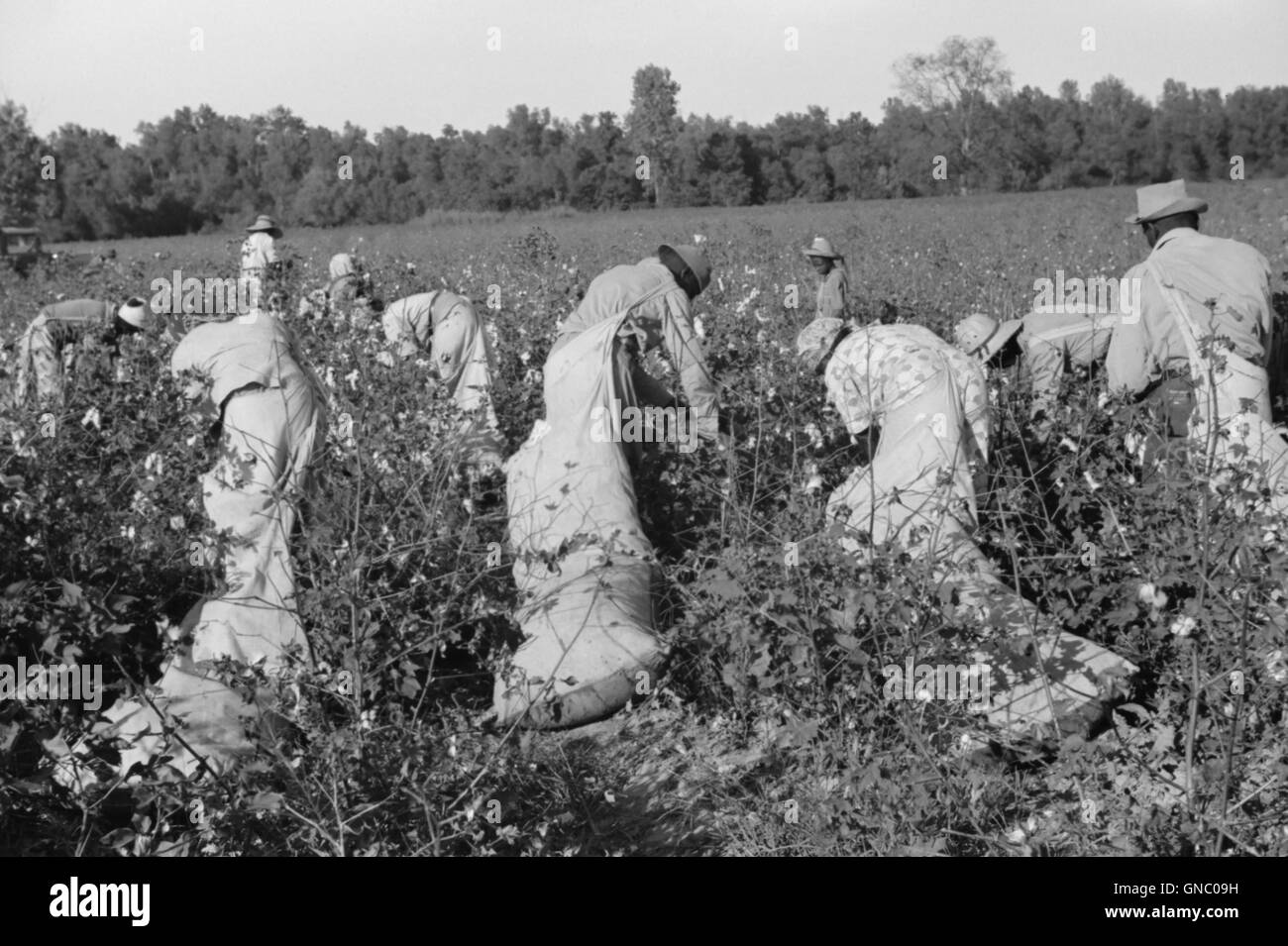 Cueillette de journaliers, Marcella Coton Plantation, Mileston, Mississippi, USA, Marion Post Wolcott pour Farm Security Administration, Octobre 1939 Banque D'Images