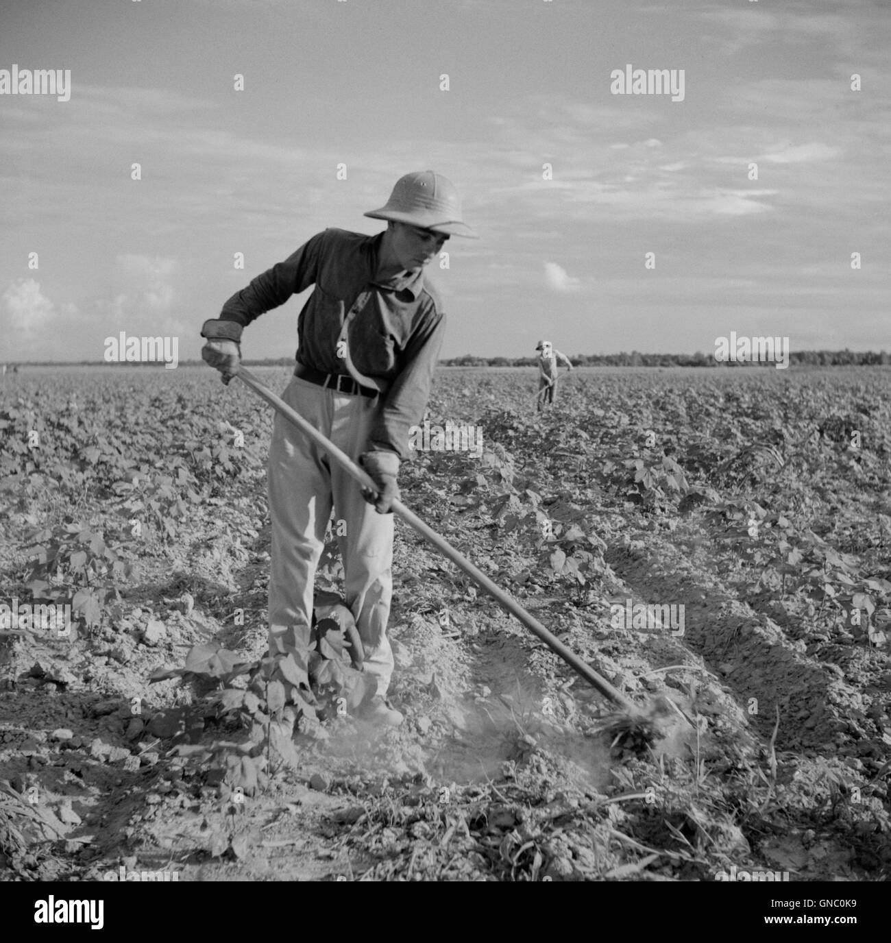 Farmer Hoing Cotton, Allen Plantation Cooperative Association, près de Natchitoches, Louisiane, États-Unis, Marion Post Wolcott, ÉTATS-UNIS Administration de la sécurité agricole, juin 1940 Banque D'Images