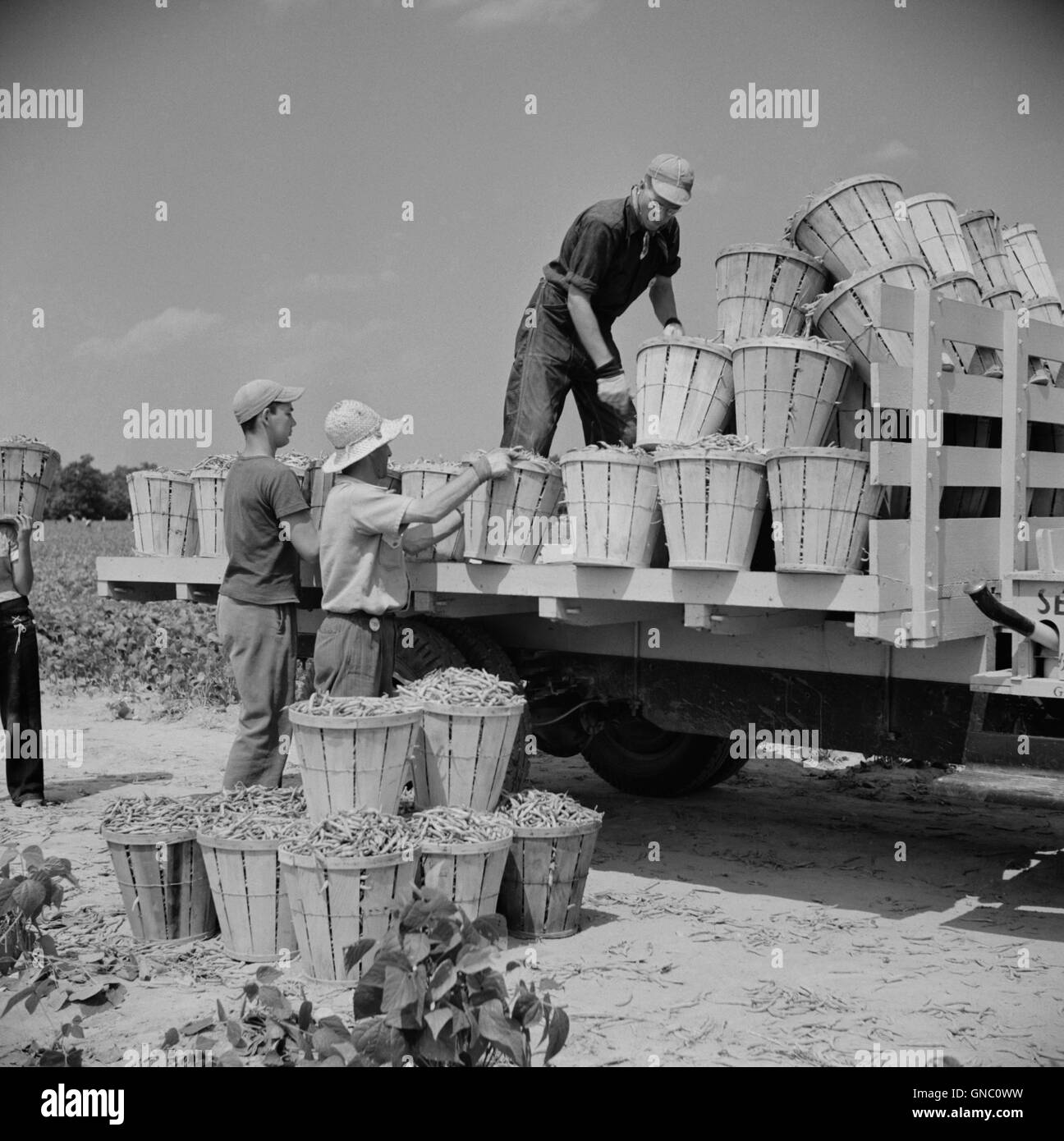 Chariot d'être chargé de boisseaux de haricots récoltés par les journaliers à partir de villes voisines, Seabrook Farms, Bridgeton, New Jersey, USA, Marion Post Wolcott pour Farm Security Administration, Juillet 1941 Banque D'Images