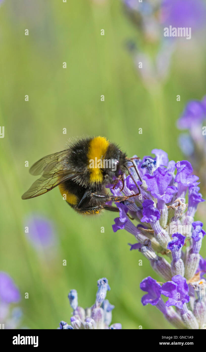 Bourdon Bombus hortorum 'jardin' sur un plant de lavande, England, UK Banque D'Images