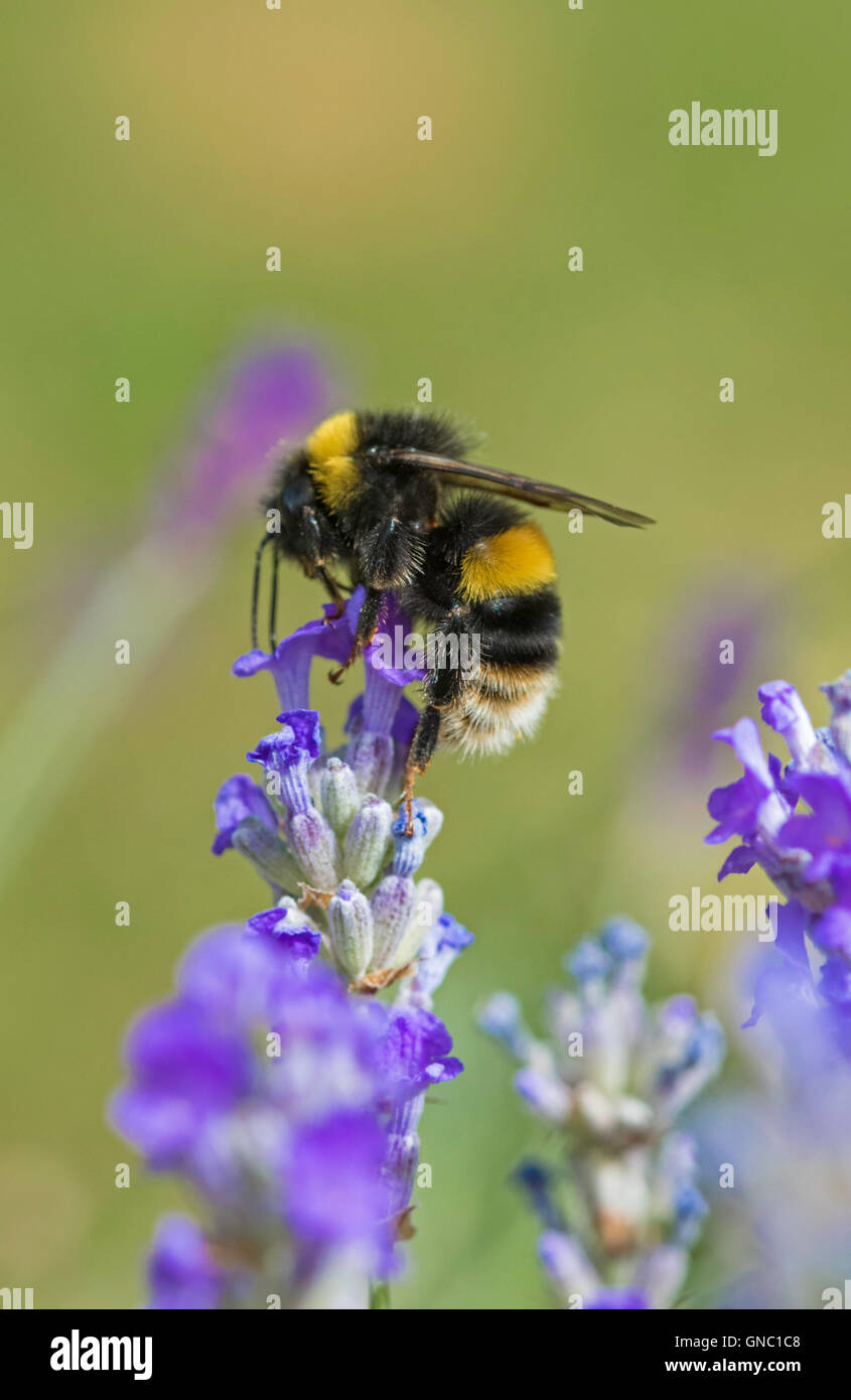 Bourdon Bombus hortorum 'jardin' sur un plant de lavande, England, UK Banque D'Images
