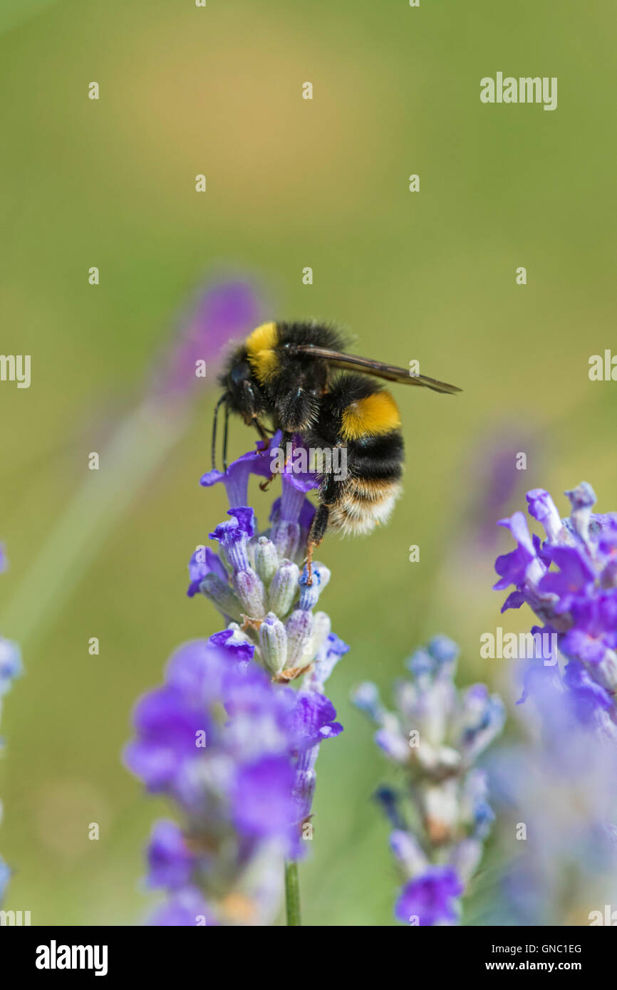 Bourdon Bombus hortorum 'jardin' sur un plant de lavande, England, UK Banque D'Images