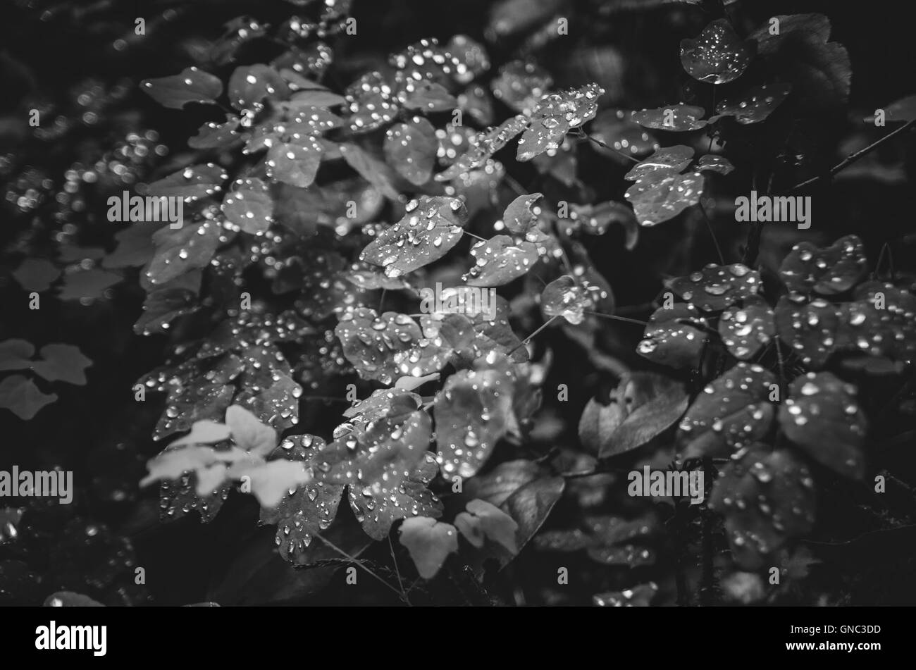 Gouttes d'eau sur les feuilles de scintillement Banque D'Images