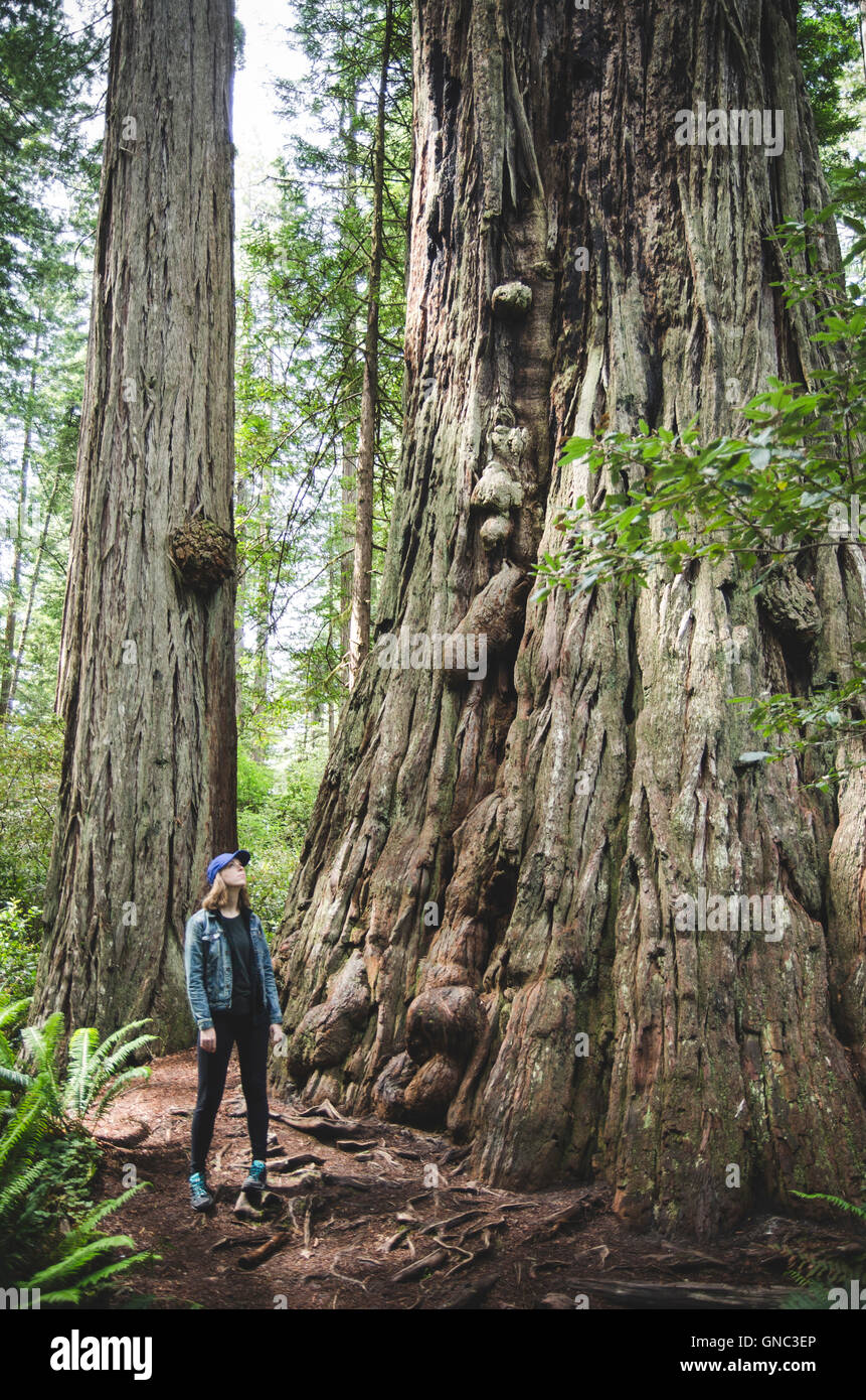Jeune femme à la recherche jusqu'à arbres, Redwood National and State Park, California, USA Banque D'Images
