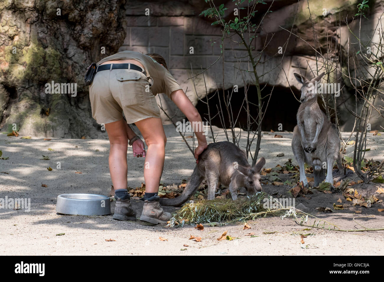 Zookeeper contrôler sur l'est de kangourous gris (Macropus giganteus) dans le boîtier à la Zoo d'Anvers, Belgique Banque D'Images
