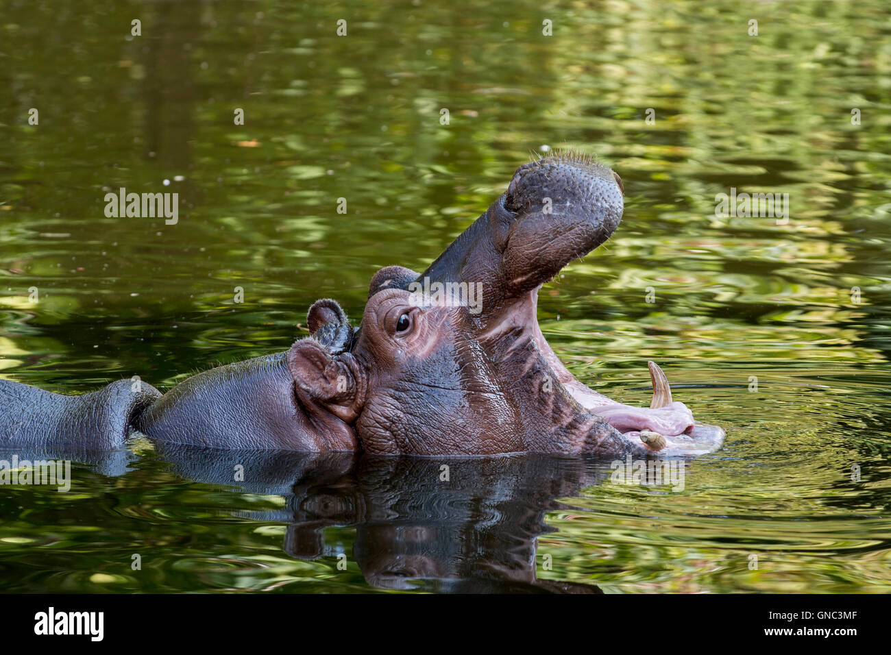 Close up d'Hippopotame (Hippopotamus amphibius) dans l'étang de bâiller et montrant les dents dans la bouche ouverte Banque D'Images