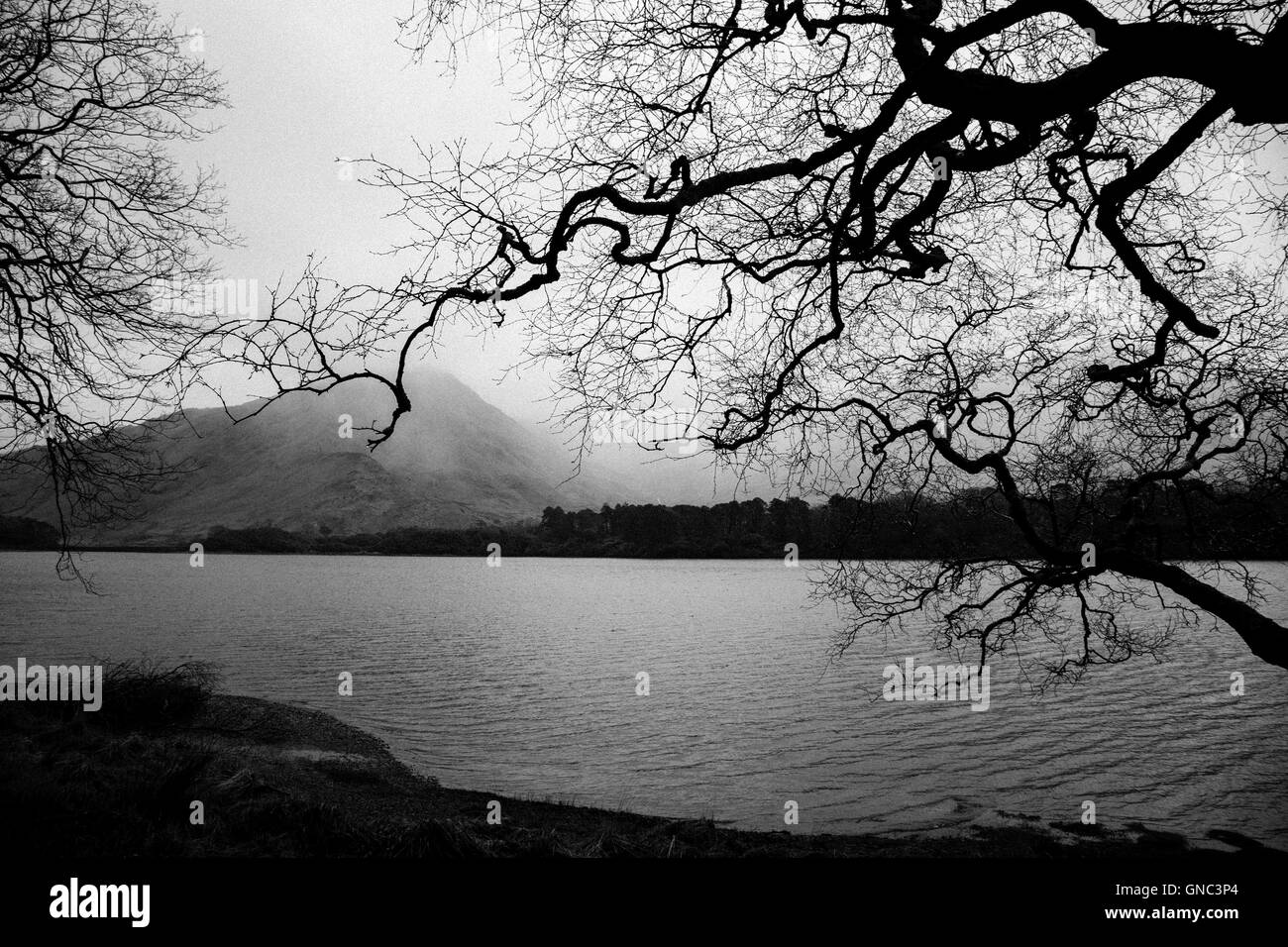 Silhouette d'arbre tordu sur Foggy Mountain Lake, Irlande Banque D'Images