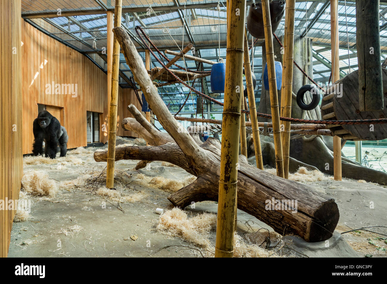 Boîtier intérieur pour les gorilles de plaines de l'ouest (Gorilla gorilla gorilla) au Zoo d'Anvers, Belgique Banque D'Images