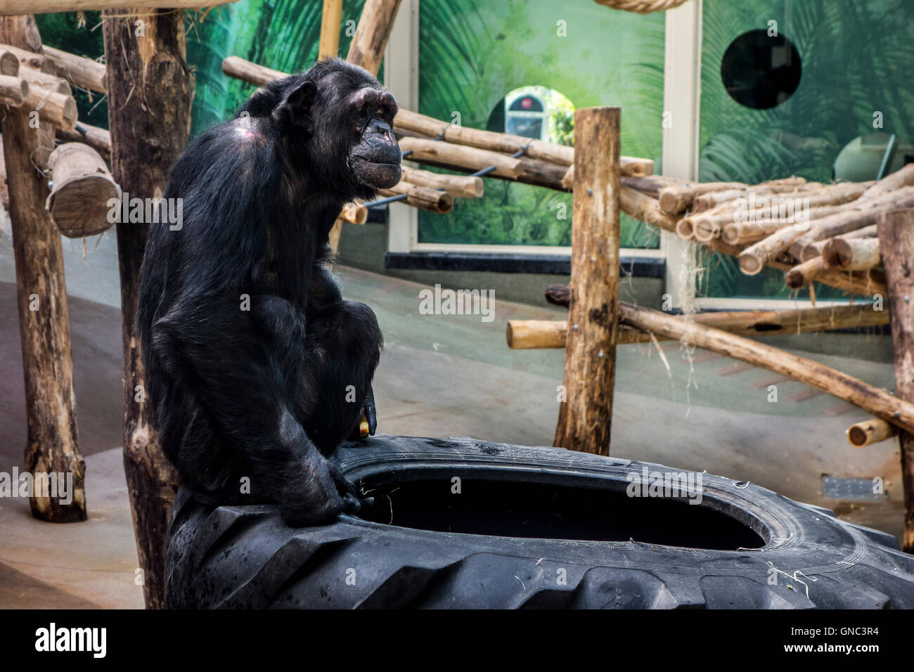 Chimpanzé (Pan troglodytes) à l'intérieur de l'enclos au Zoo d'Anvers, Belgique Banque D'Images