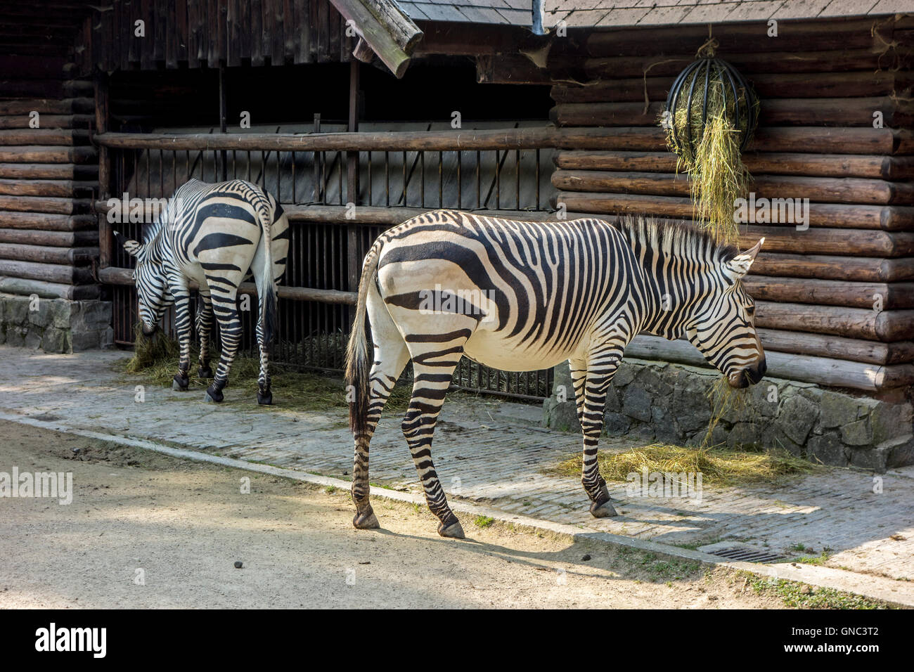 Les zèbres de montagne de Hartmann (Equus zebra hartmannae) au cours de l'alimentation à la fois le Zoo d'Anvers, Belgique Banque D'Images