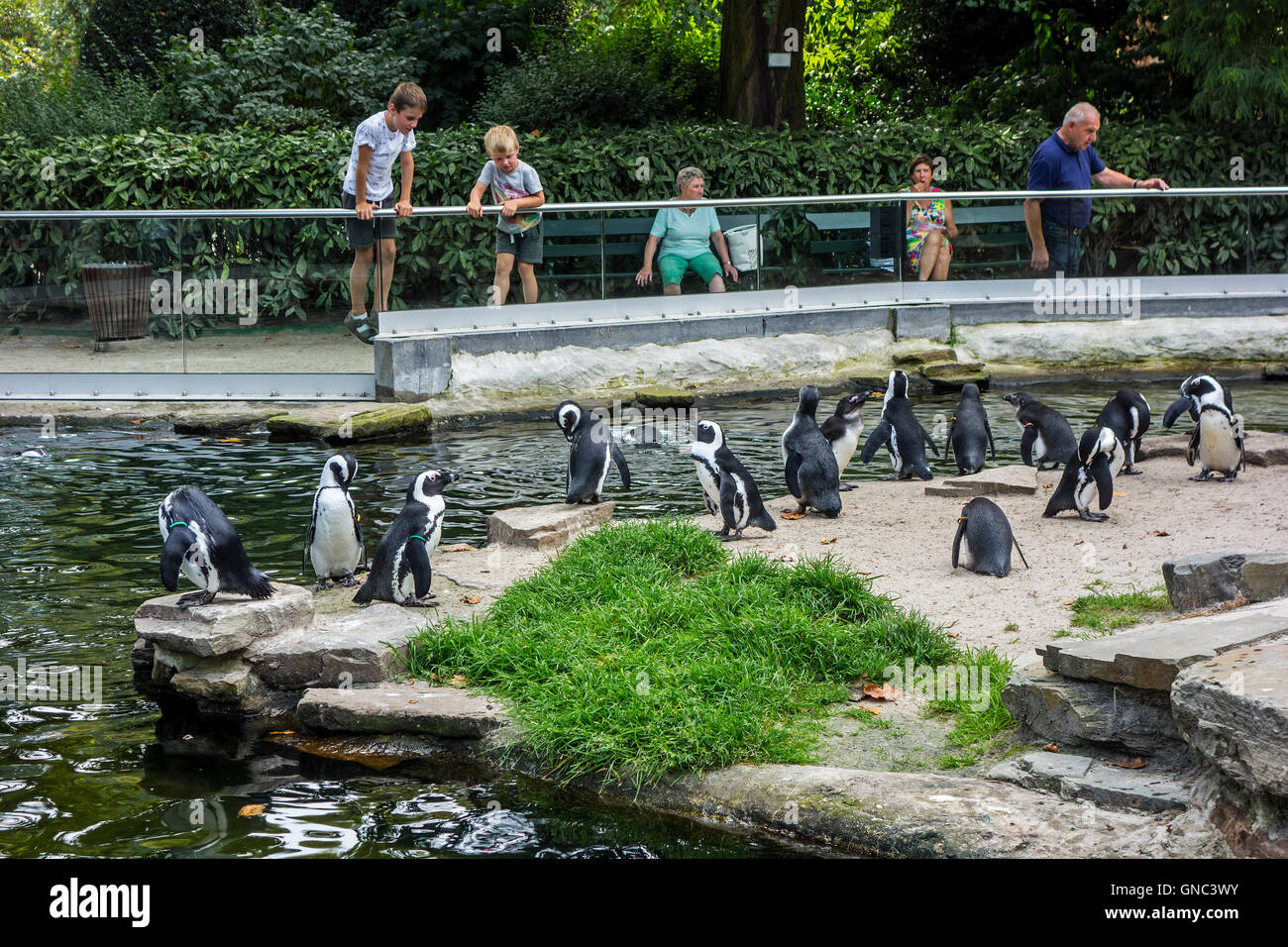 Les visiteurs qui cherchent à pingouins africains / putois (Spheniscus demersus) dans le Zoo d'Anvers, Belgique Banque D'Images