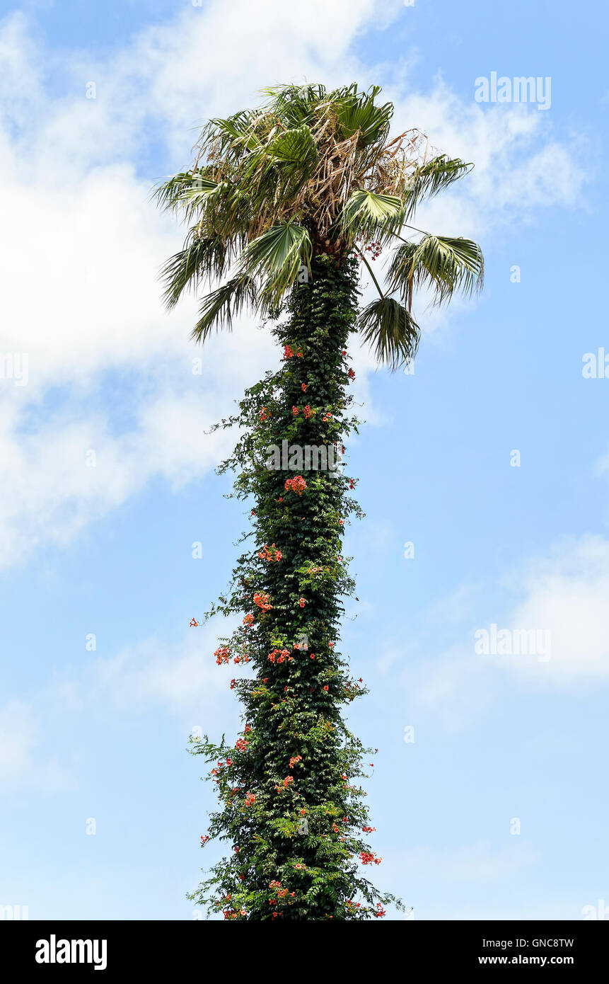 Palmier avec fleurs tropicales rouge Banque de photographies et d ...