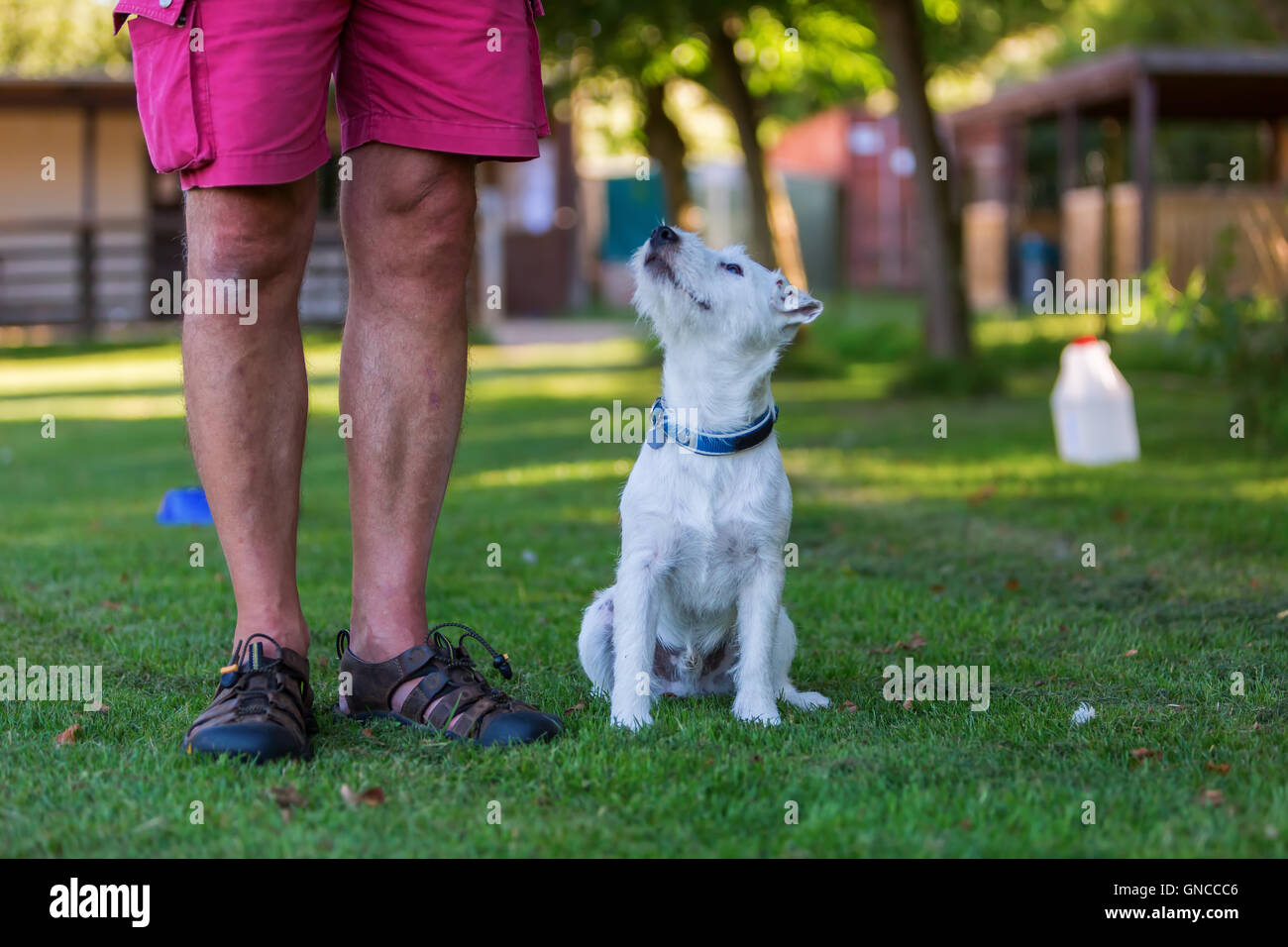 L'homme est l'entraînement avec son Parson Russell Terrier Banque D'Images