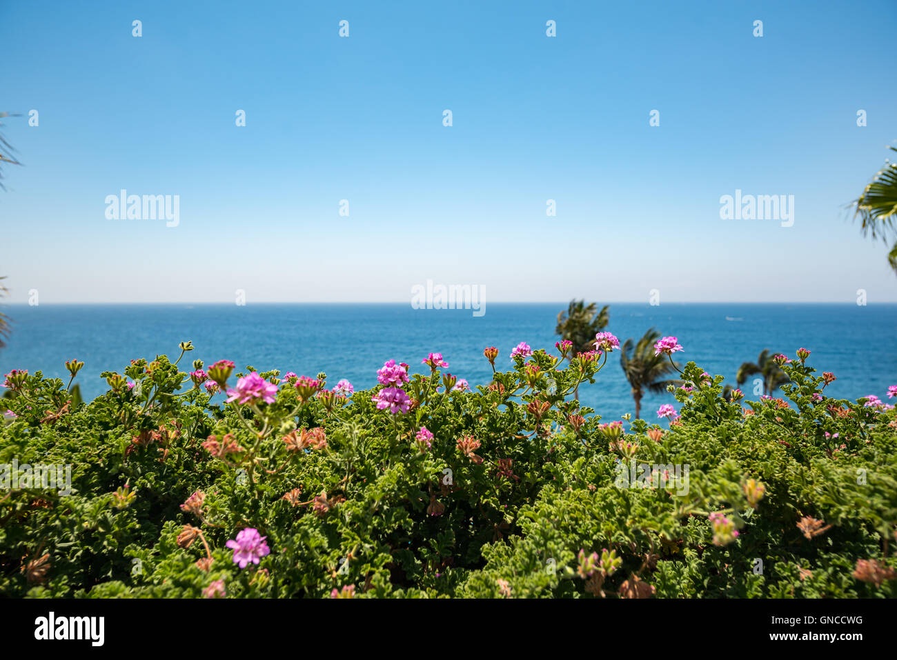 Espagne. mer et fleurs de Nice Banque D'Images