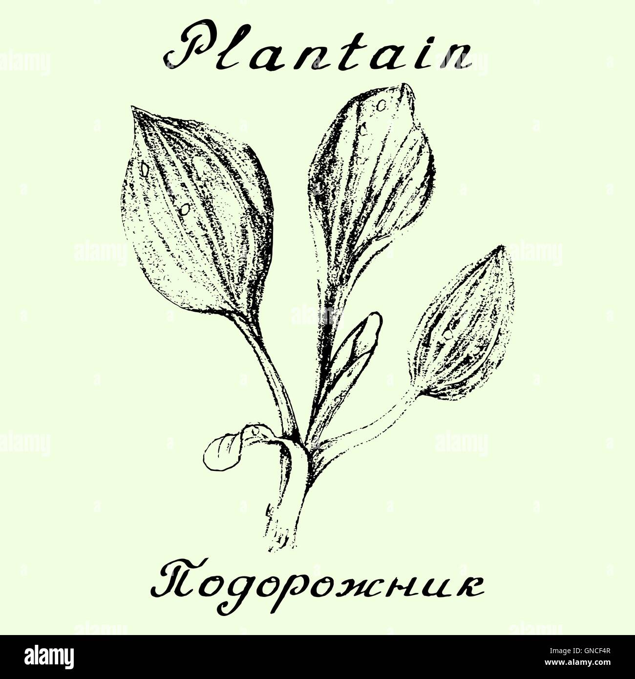 Le plantain. Dessin au crayon à la main et le lettrage Illustration de Vecteur