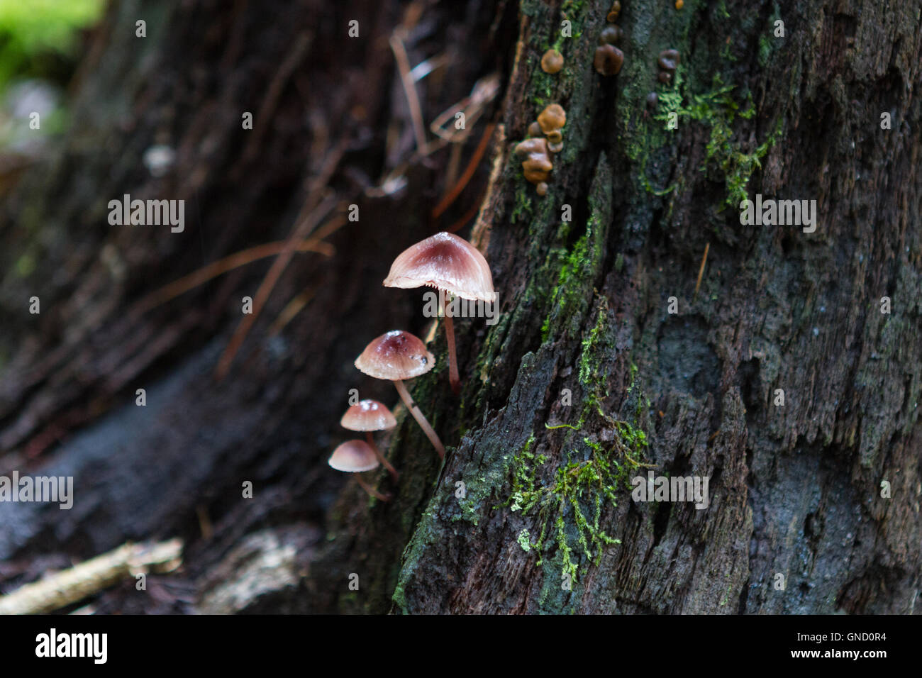 Les champignons poussent sur un tronc d'arbre en forêt humide Banque D'Images