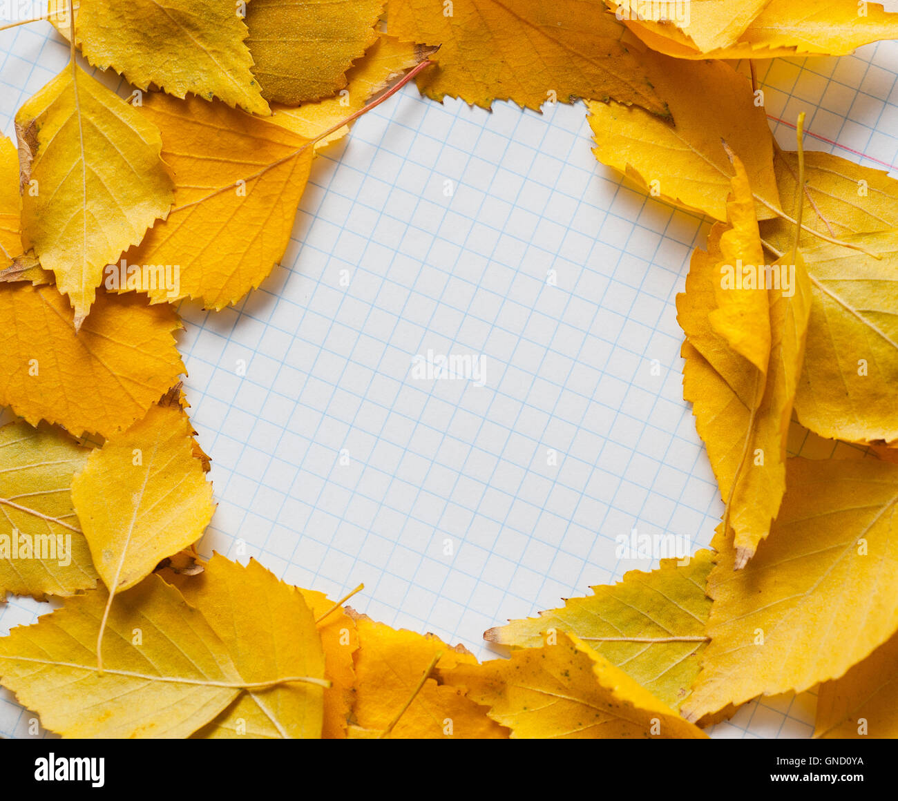 Les feuilles d'automne en châssis circulaire avec place pour votre texte isolé Banque D'Images