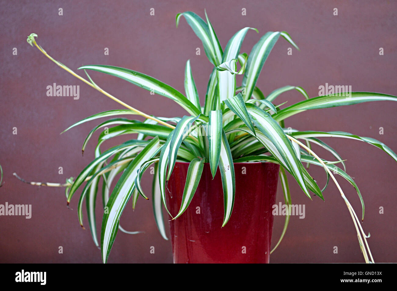 plante araignée Banque D'Images