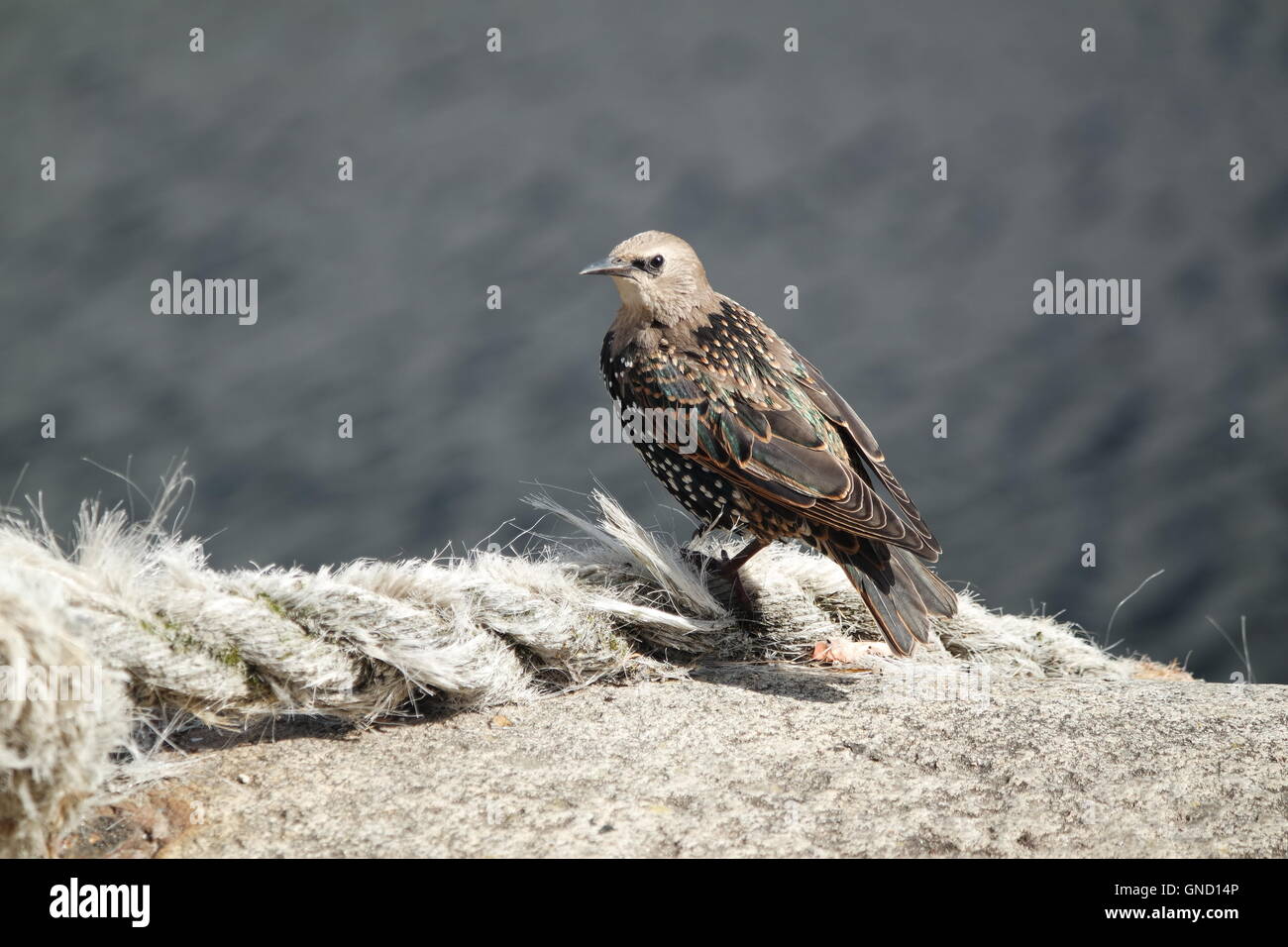 Oiseau Spréo Banque D'Images