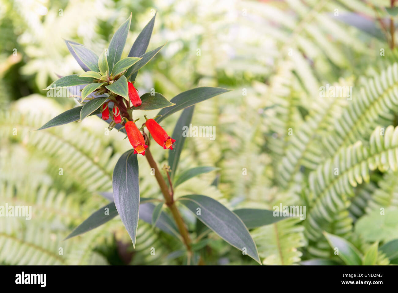 Firecraker penstemon fleur dans le jardin. Banque D'Images
