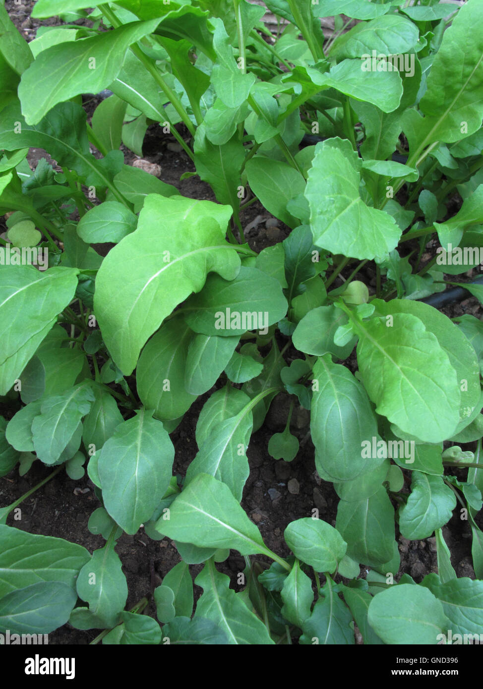 La roquette de plantes poussant dans un jardin Banque D'Images