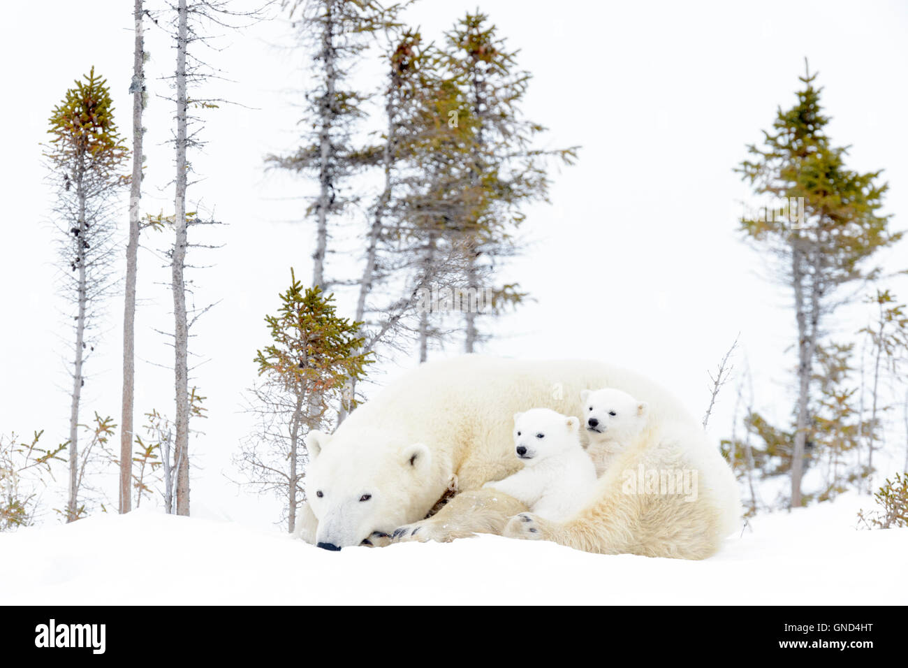Mère de l'ours polaire (Ursus maritimus) couché avec deux oursons jouant, Parc National de Wapusk, Manitoba, Canada Banque D'Images