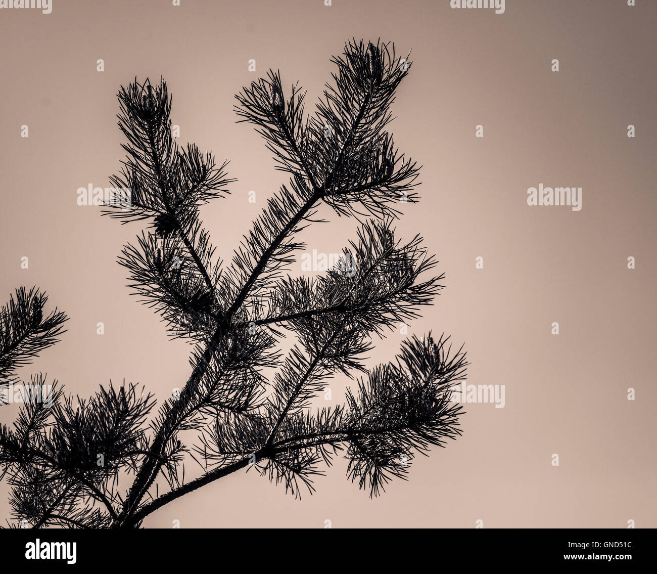 Pine Tree et ciel en sépia. Libre de branches en silhouette. Banque D'Images
