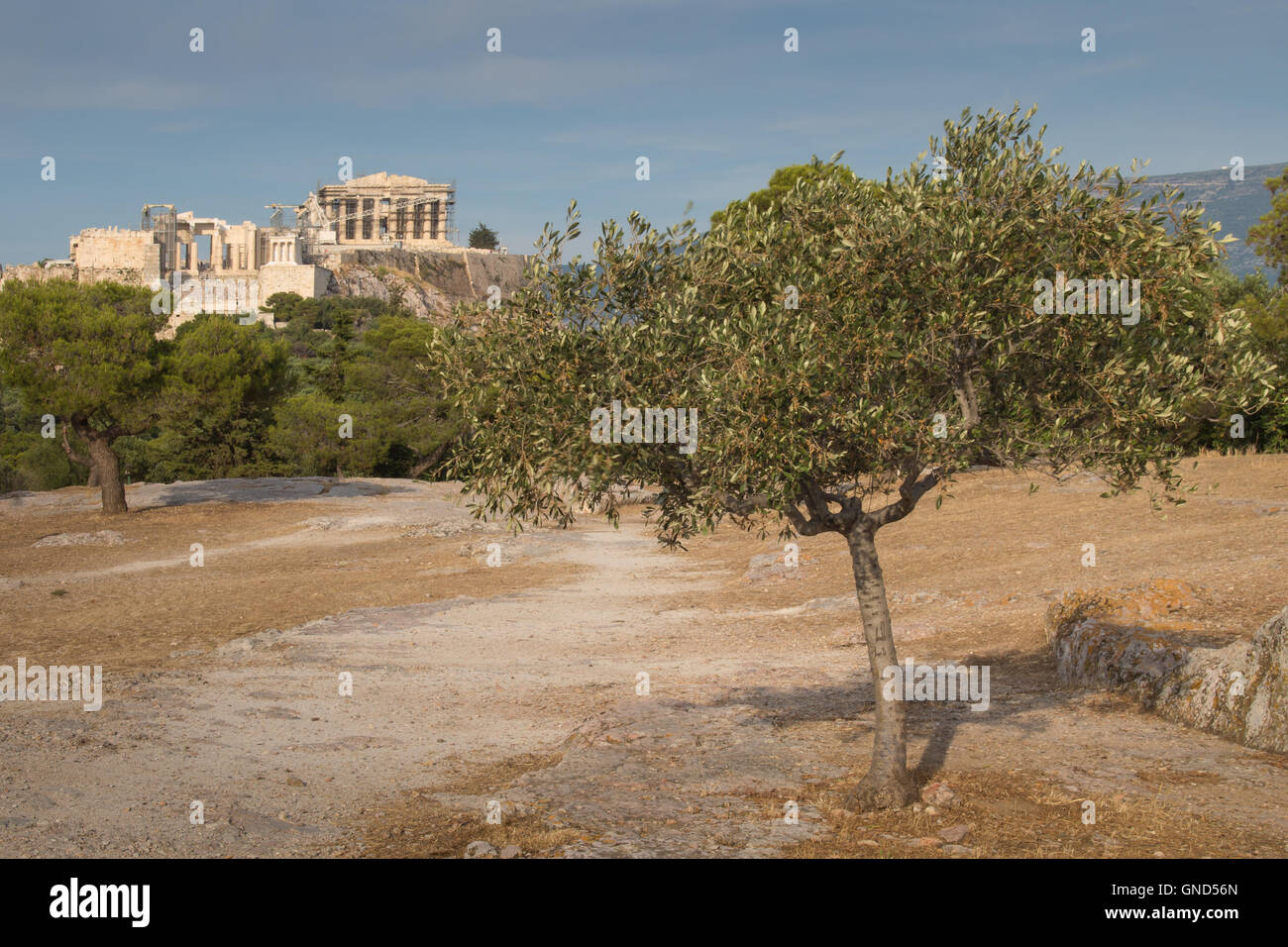 Vue depuis un parc sur l'important monument grec : Acropole, construit sur l'autre colline. Olivier dans l'avant-plan. Nuageux au début Banque D'Images