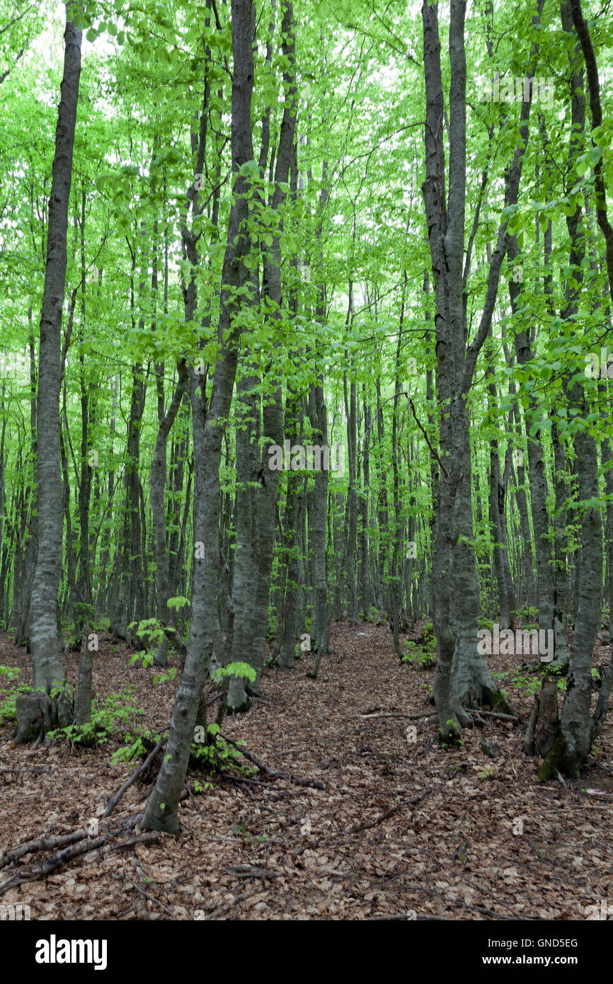 Parc national de Mavrovo woods, Macédoine Banque D'Images