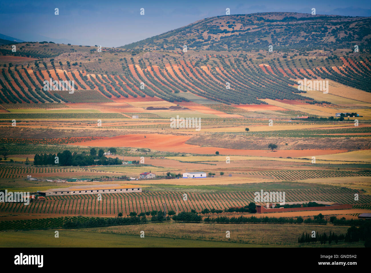 Près de Consuegra, province de Tolède, Castille la Manche, Espagne. Les terres agricoles. Banque D'Images