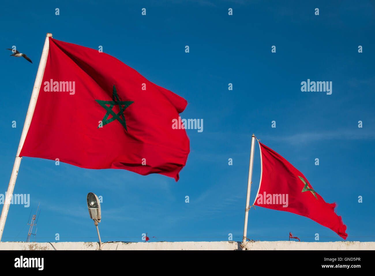 Deux drapeaux marocain dans le vent. Ciel bleu. Banque D'Images