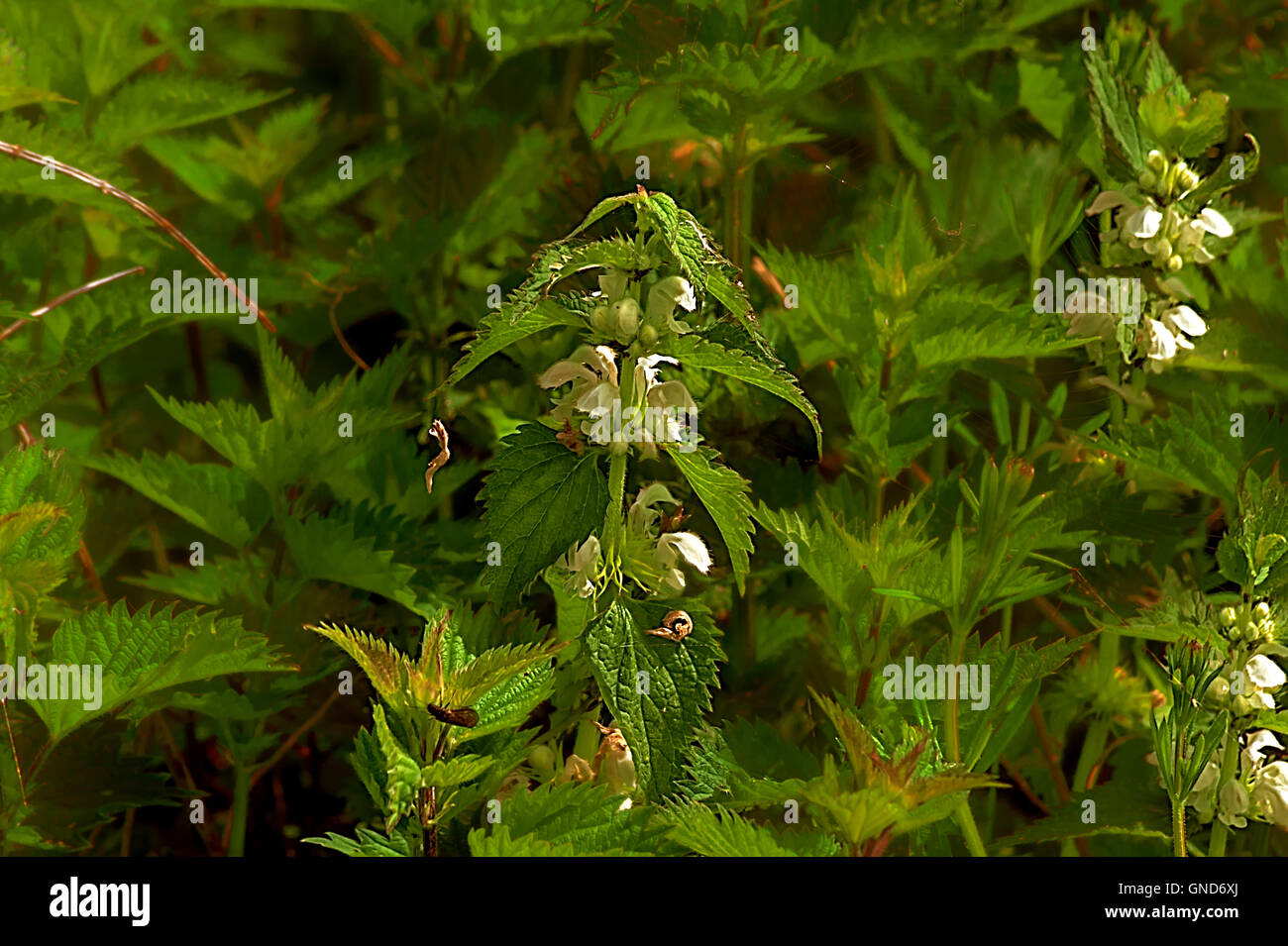Ortie blanche Banque D'Images