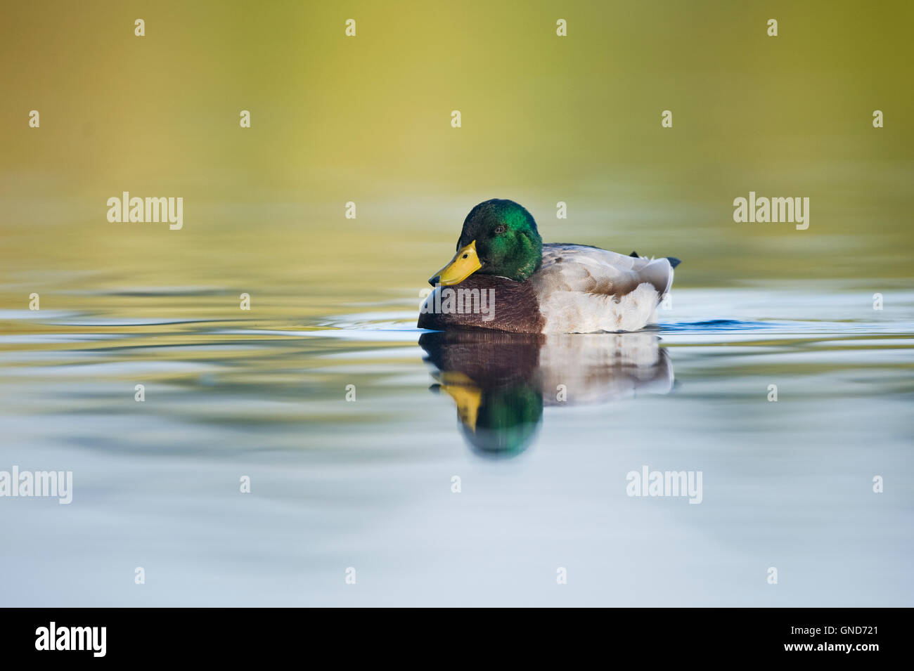 Le Canard colvert (Anas platyrhynchos) Banque D'Images