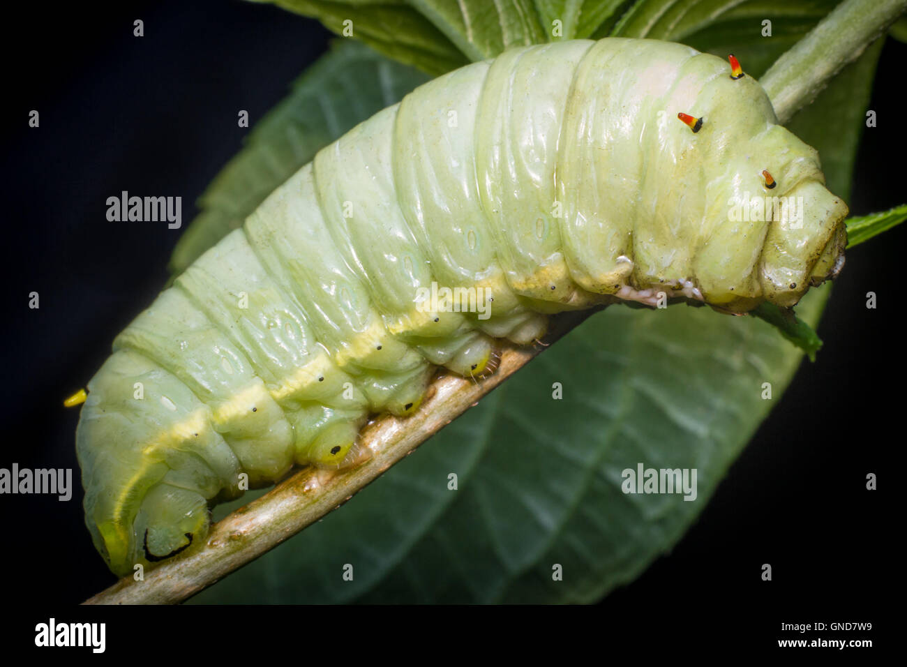 Macro Close up de grand vert gras caterpillar on tree branch Banque D'Images