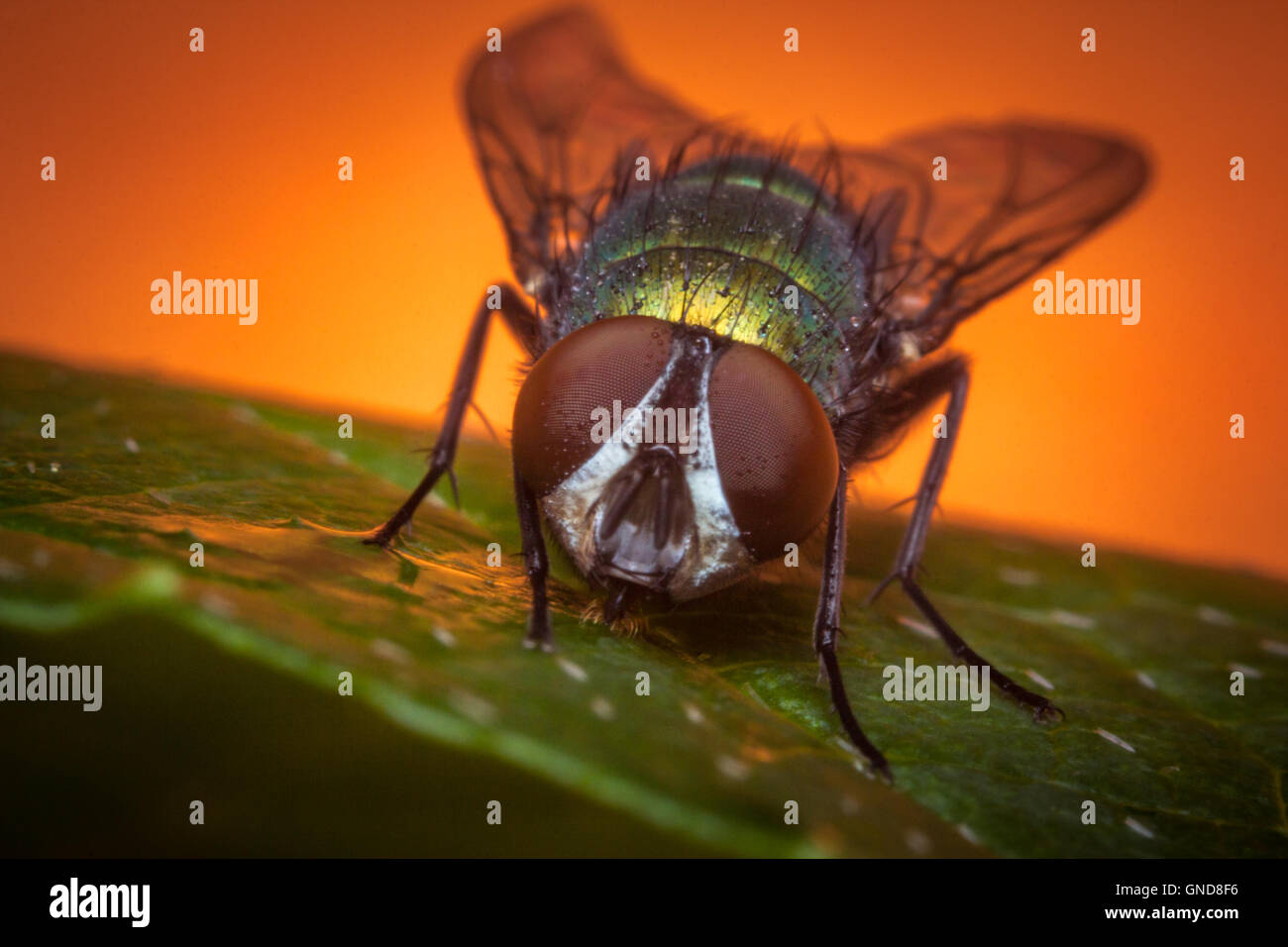 Extreme close up bouteille verte commune macro fond d'insectes Mouche Banque D'Images