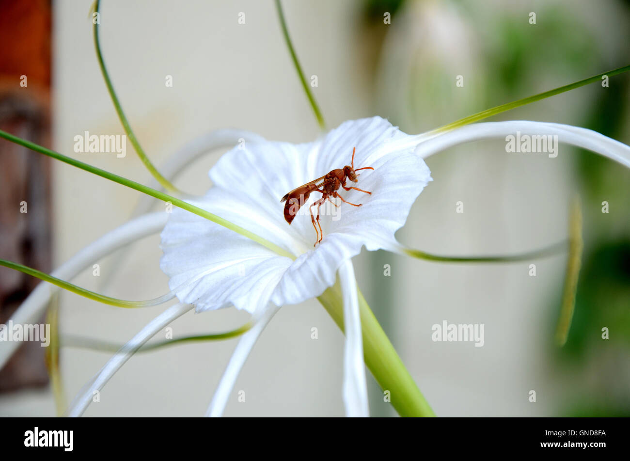 Une guêpe Papier est un insecte nuisible, aussi appelé Red Wasp Wasp ou Potter. Également appelé Hunter Wasp. A une très piqûre douloureuse. Banque D'Images