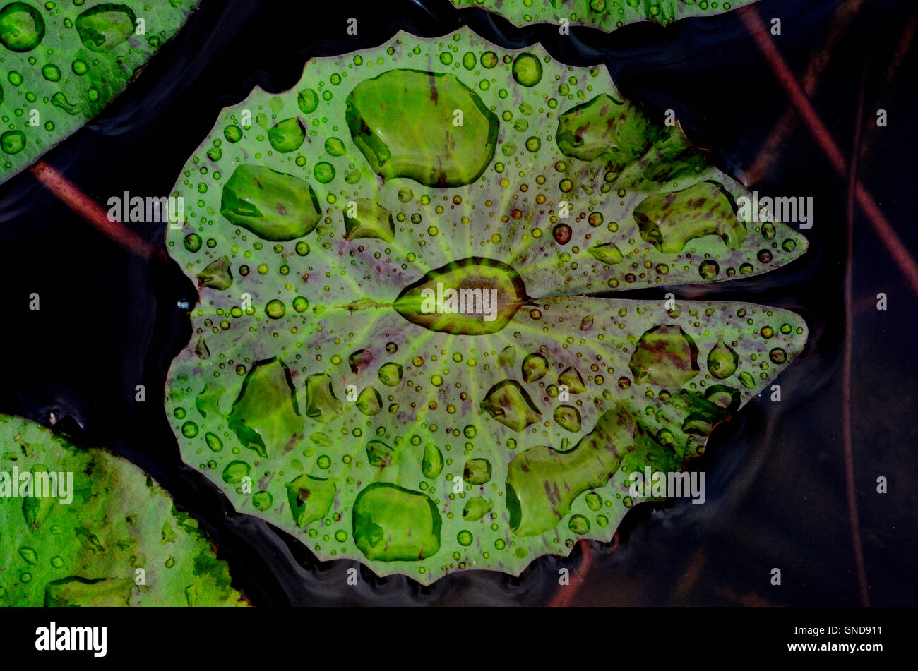 Feuille de Lotus. La feuille de lotus avec de l'eau sur elle. Banque D'Images