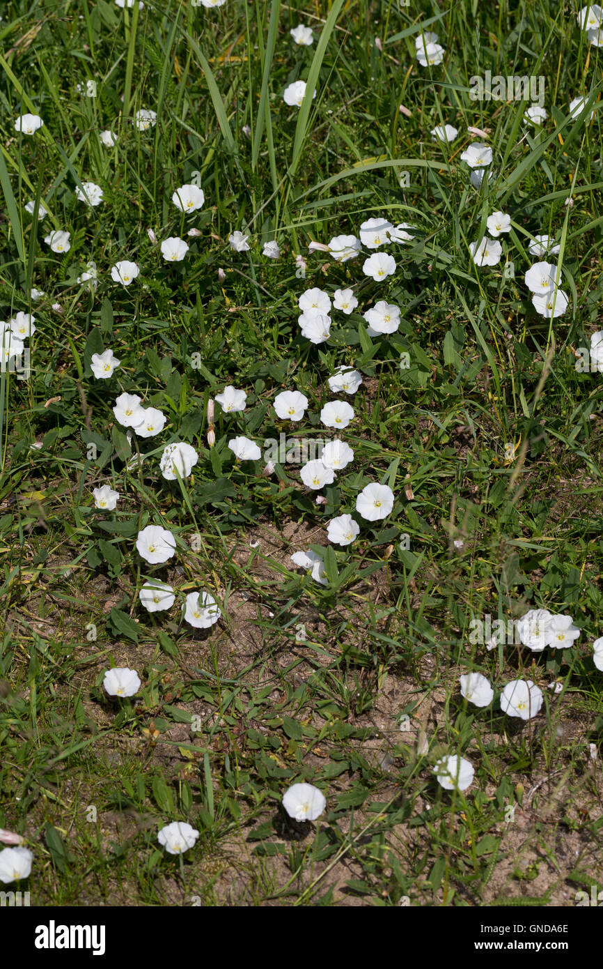 Acker-Winde, Ackerwinde, Convolvulus arvensis, le liseron des champs Banque D'Images