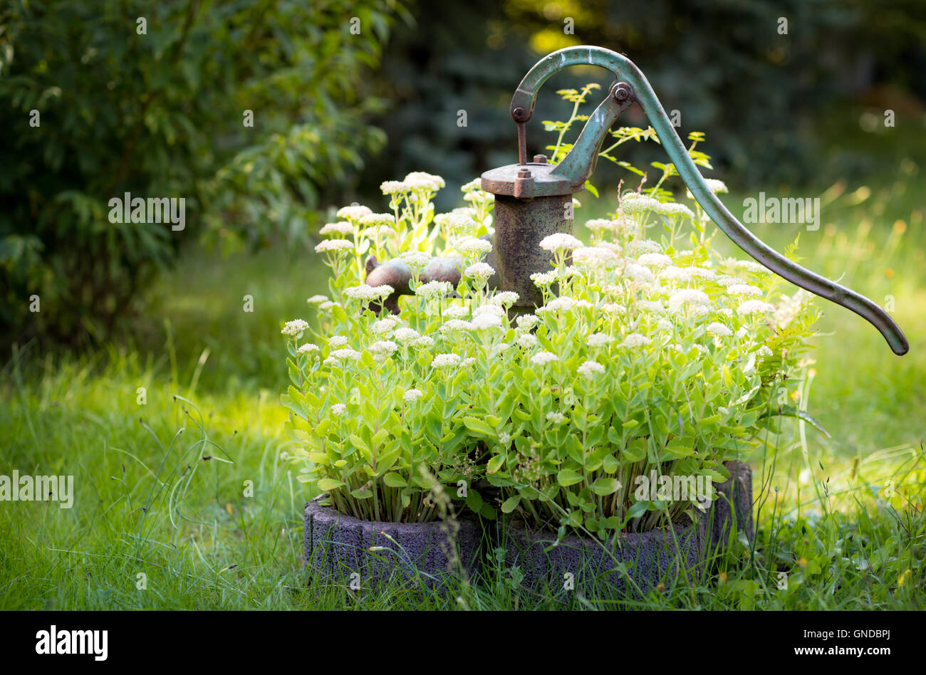 Ancienne pompe à eau manuelle, rustique dans la moitié jardin envahi par des fleurs blanches. Banque D'Images