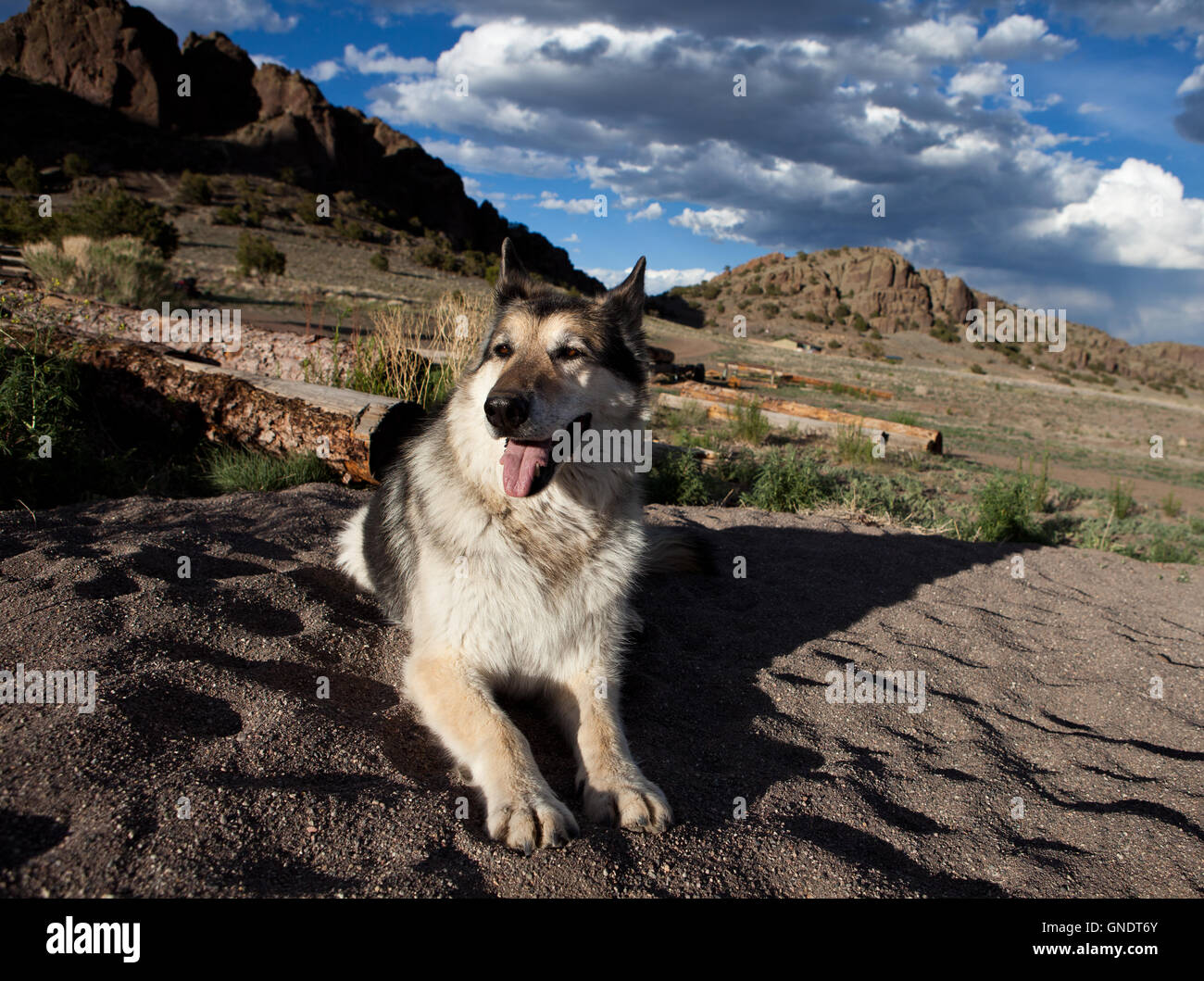 Berger Allemand au Colorado Banque D'Images