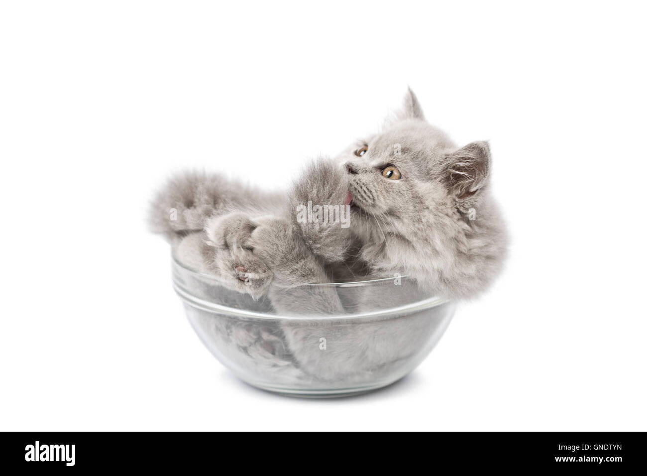 La Mignon chaton dans bol en verre isolé Banque D'Images