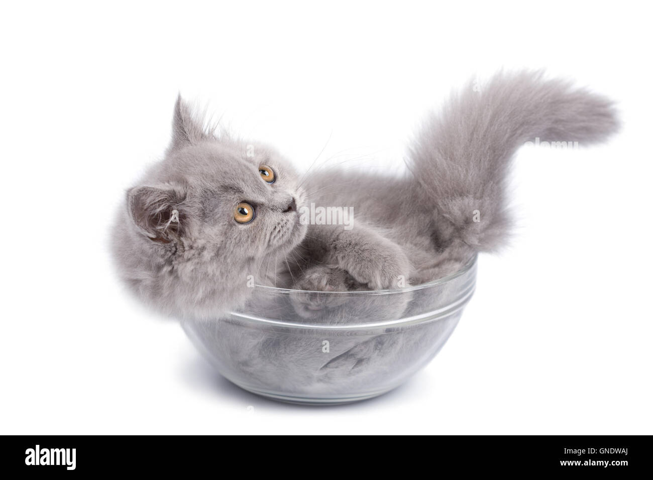 La Mignon chaton dans bol en verre isolé Banque D'Images